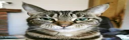 Domestic Shorthair cats for sale: Loving, playful Olive, needs a new home in Perth - Advert 1