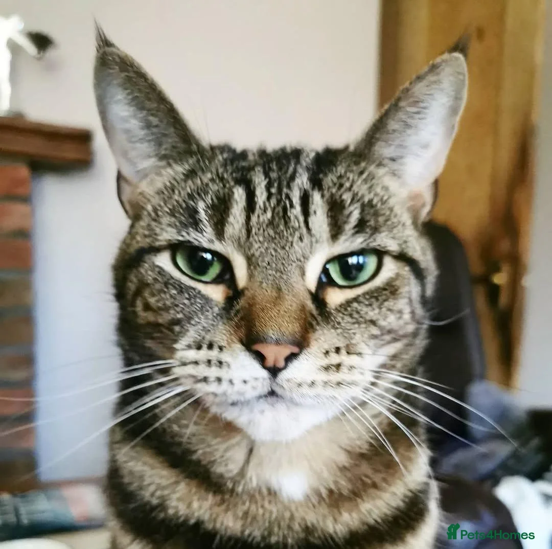 Domestic Shorthair cats for sale: Loving, playful Olive, needs a new home in Perth - Advert 1