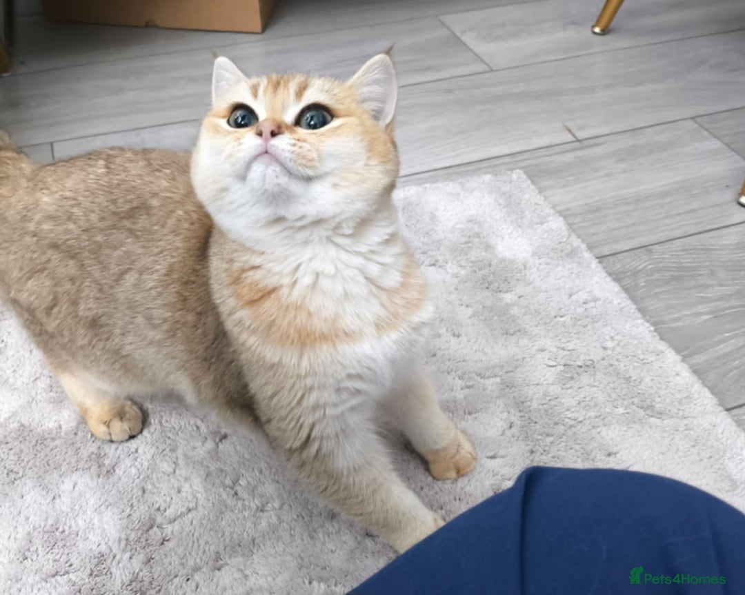 British Shorthair cats for sale: Ative GCCF Golden british short hair  - Image 2