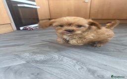 Cavapoo dogs for sale: 5 beautiful F1 cavapoo puppies - Image 12