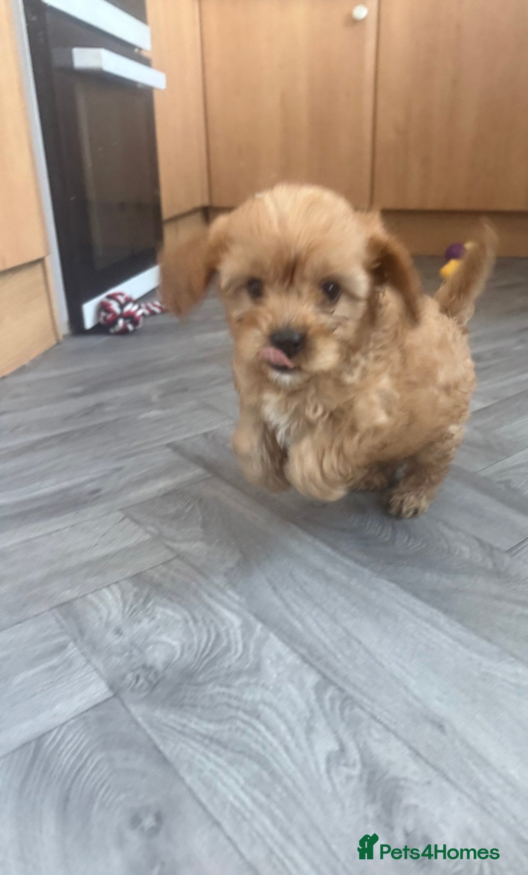 Cavapoo dogs for sale: 5 beautiful F1 cavapoo puppies - Image 12