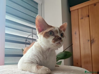 Devon Rex cats in Corby - Advert 6