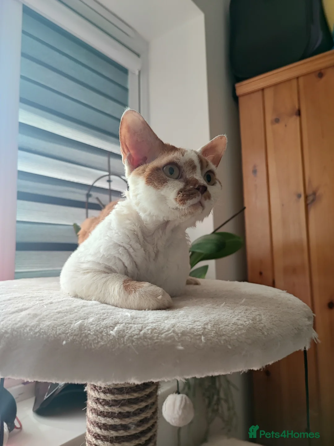 Devon Rex cats for stud: Beautiful boy in Corby - Advert 1