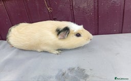 Guinea Pig rodents for sale: Baby guinea pigs  - Image 1