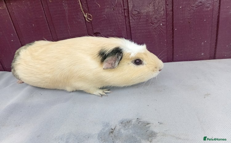 Guinea Pig rodents - Advert 13