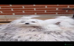 Maltese dogs for stud:  Miniature Korean maltese stud  - Image 4