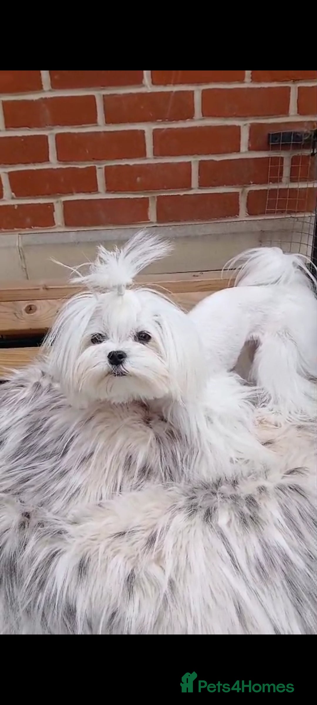 Maltese dogs for stud:  Miniature Korean maltese stud  - Image 4