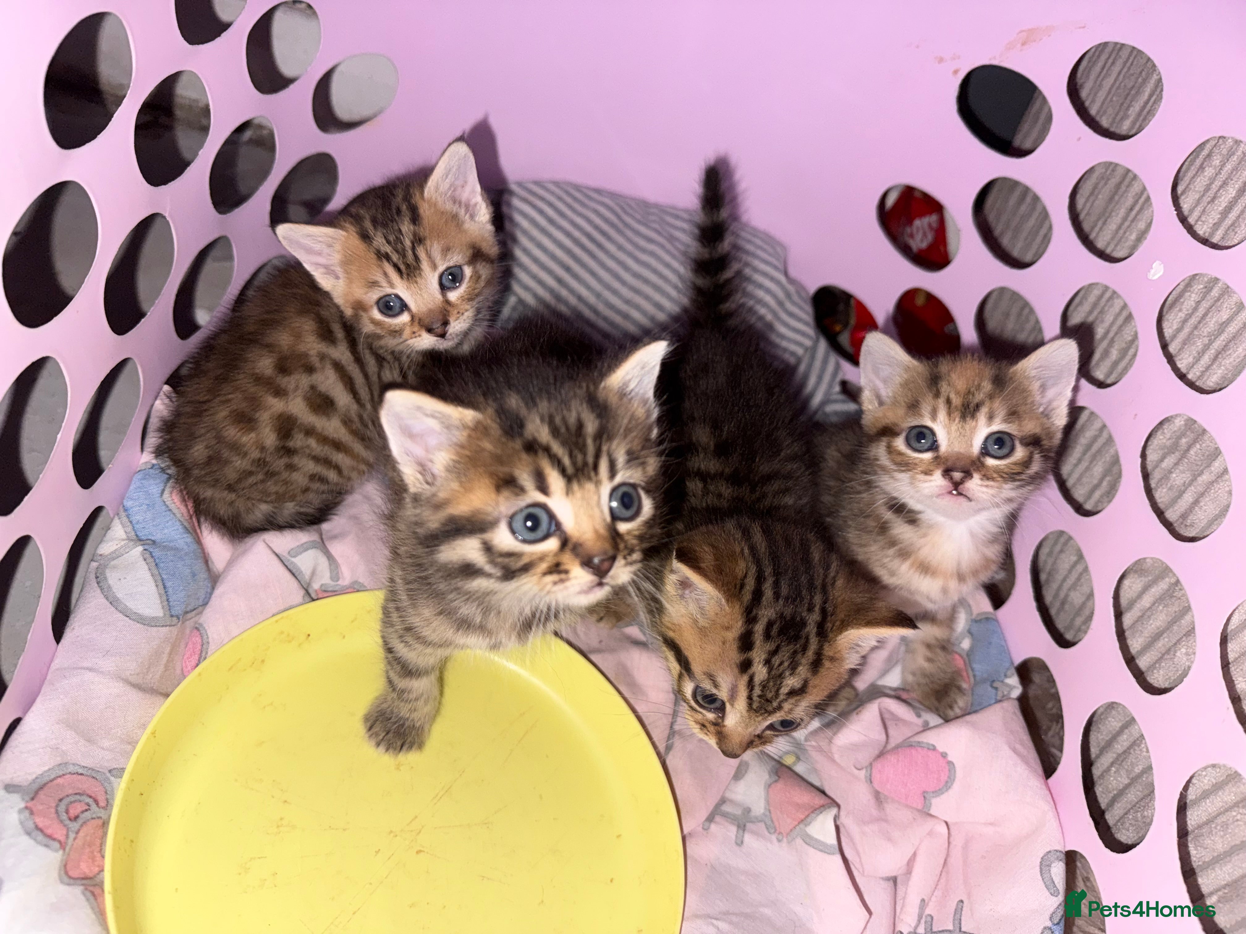 Mixed Breed cats Mixed gender kittens - Advert 1