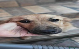 Mixed Breed dogs for adoption: BARLEY, 6mo, small - loves dogs, kids,cats/loving - Image 9
