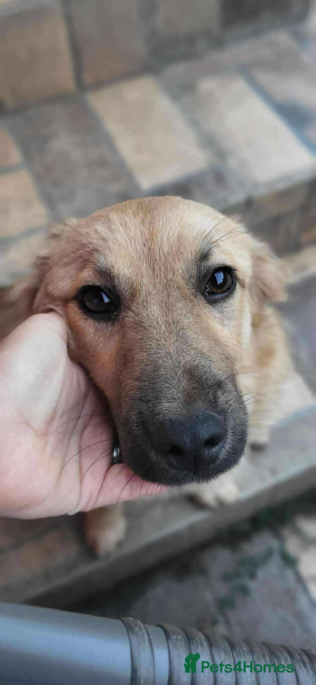 Mixed Breed dogs for adoption: BARLEY, 6mo, small - loves dogs, kids,cats/loving - Image 9