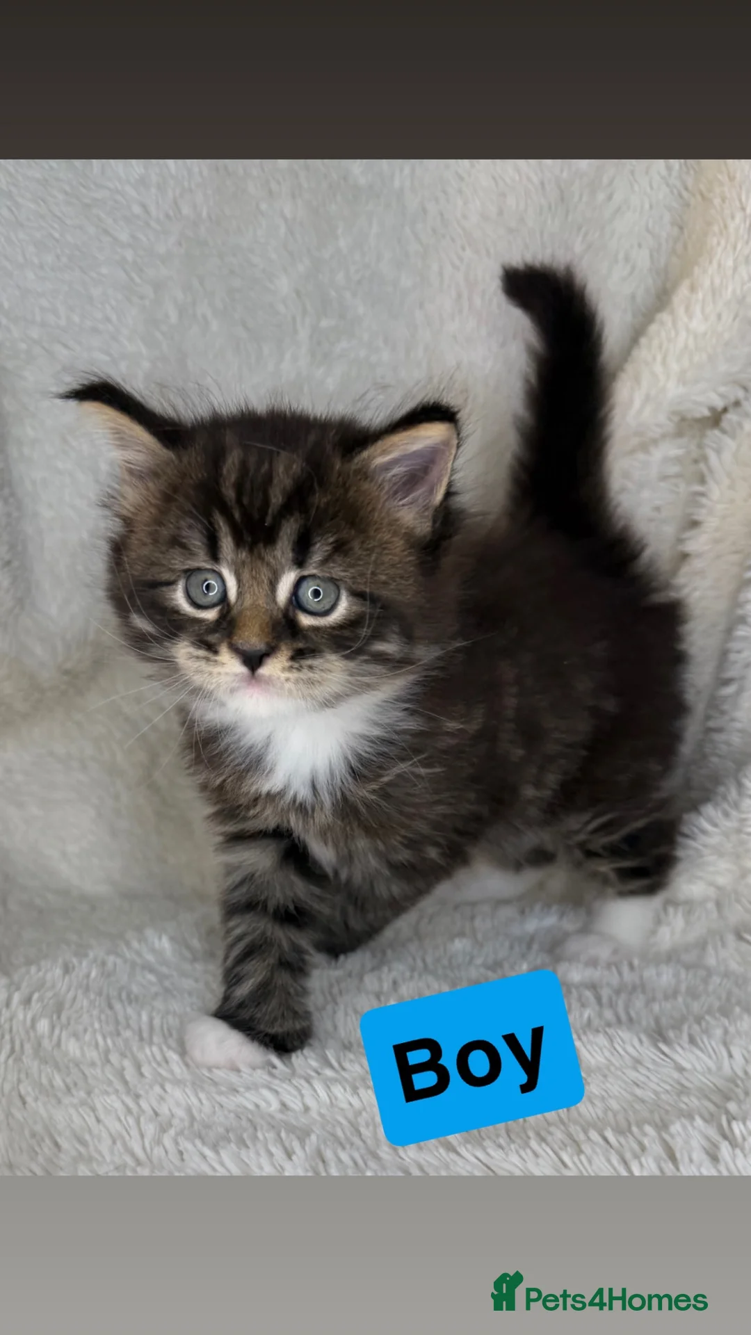 Mixed Breed cats for sale: Beautiful Maine coon x British shorthairs  - Advert 1