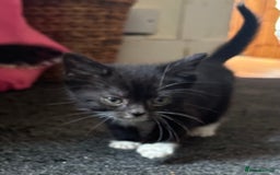 Mixed Breed cats for sale: Beautiful little boys - Image 1
