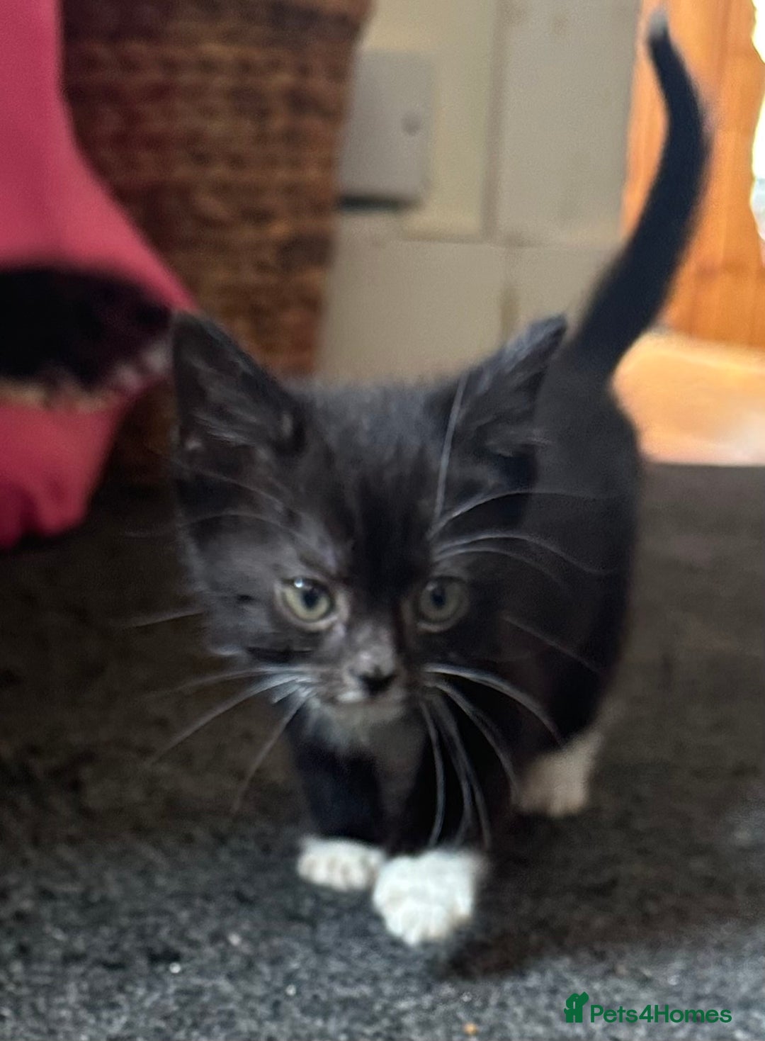 Mixed Breed cats for sale: Beautiful little boys - Image 1