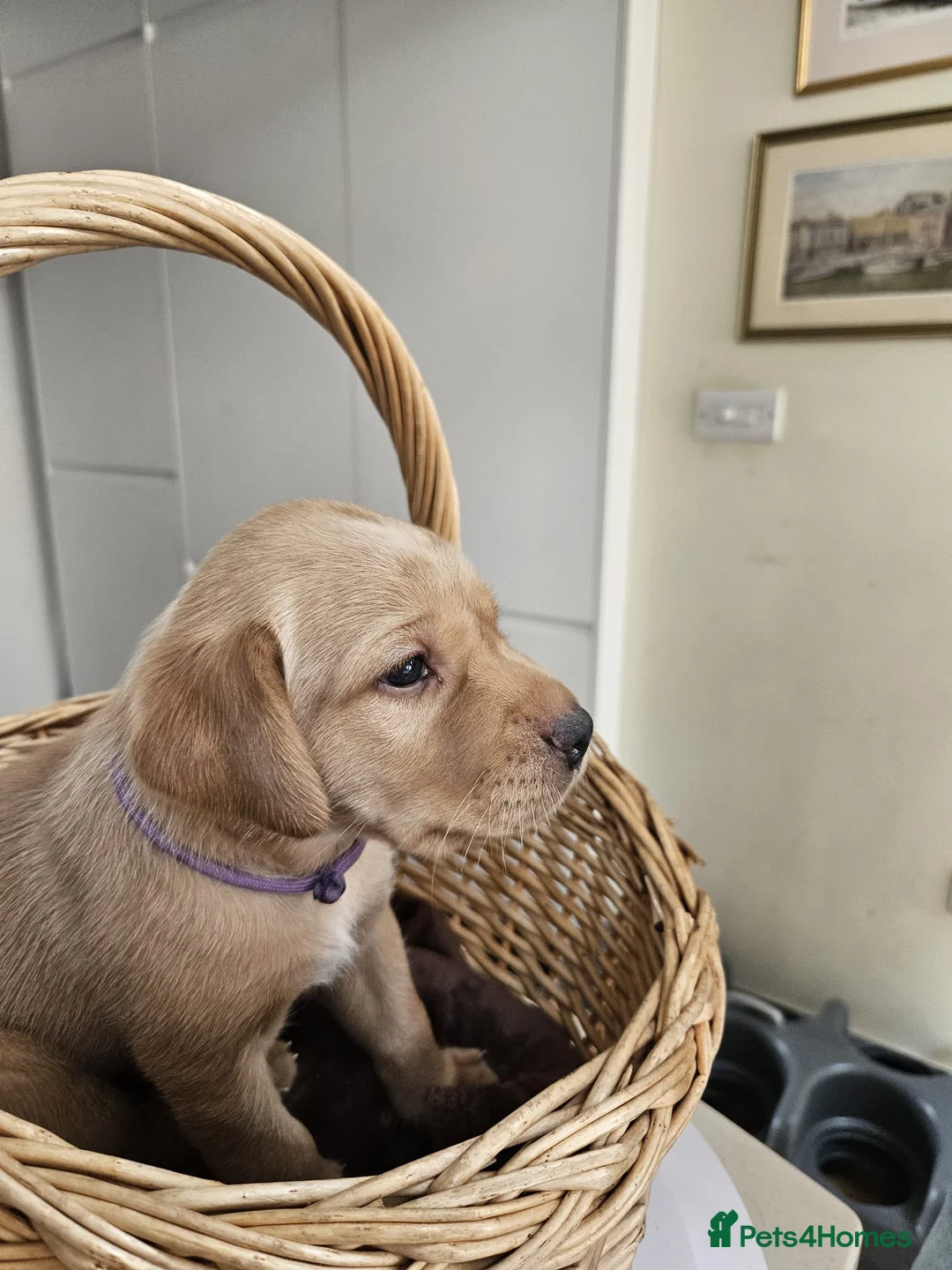 Labrador Retriever dogs for sale: Lovely Fox red and  Yellow Labrador puppies in Ringwood - Advert 2