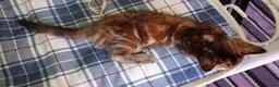 Domestic Shorthair cats for sale: Cute 9 week old kitten  - Advert 5