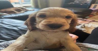 Cocker Spaniel dogs - Advert 5