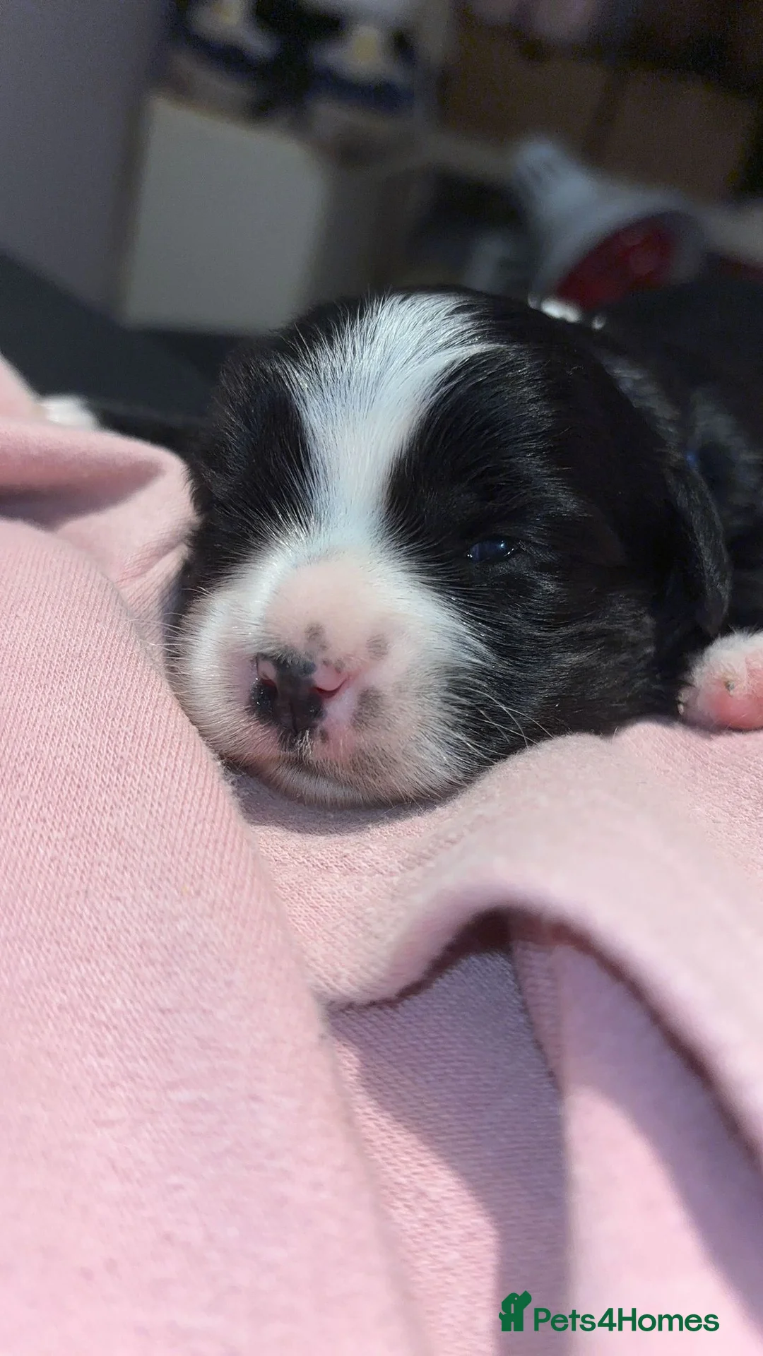 Mixed Breed dogs for sale: Cavachon x Shih Tsu puppies - Advert 2