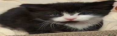 Mixed Breed Kitten 2