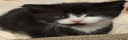 Mixed Breed cats for sale: 4 beautiful kittens for sale - Advert 13