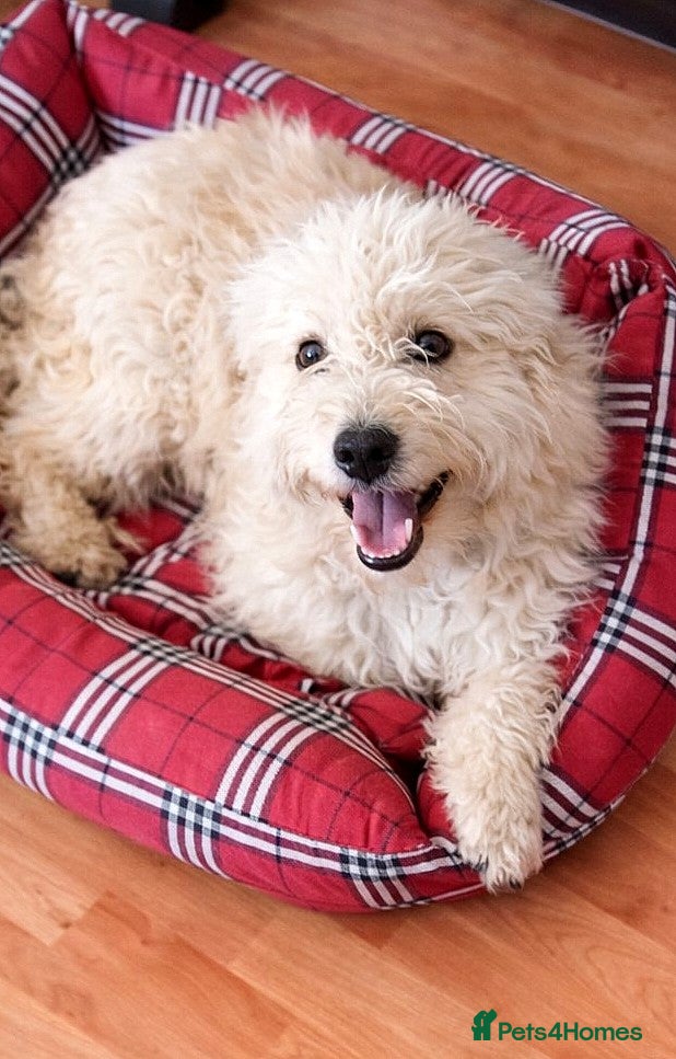 Mixed Breed dogs ❄️SNOW-DROP❄️ - a gentle soul with a hopeful heart - Advert 7