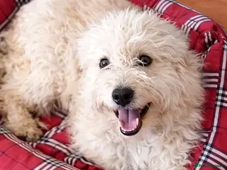 Mixed Breed dogs ❄️SNOW-DROP❄️ - a gentle soul with a hopeful heart - Advert 7