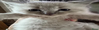 Ragdoll Kitten 6
