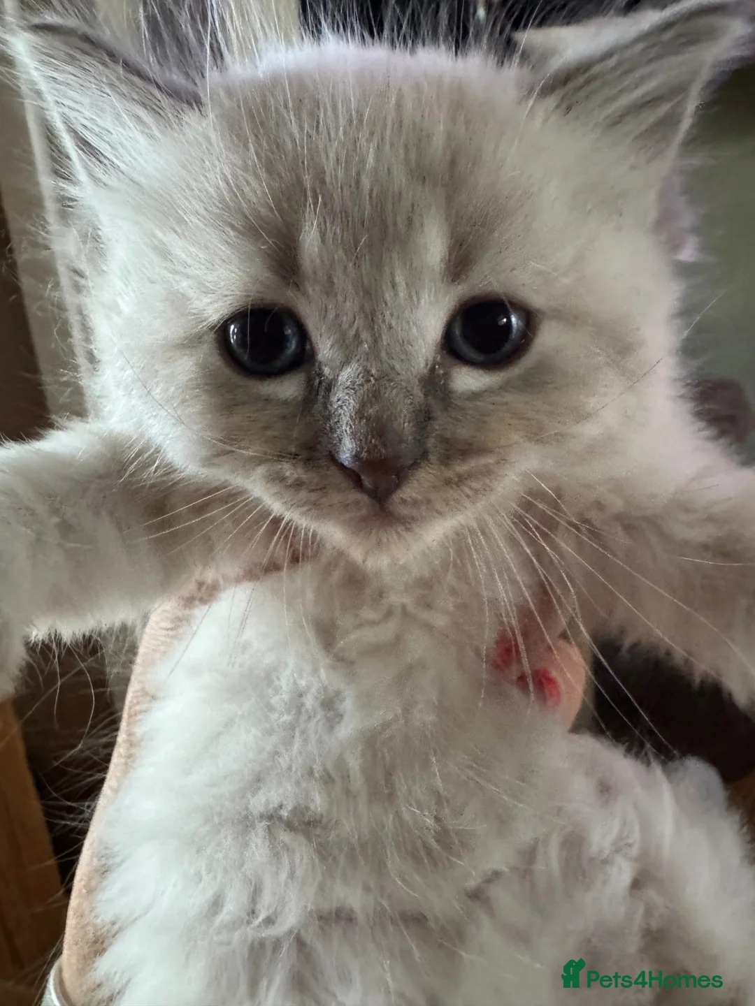 Ragdoll cats for sale: Ragdoll kittens - Advert 7