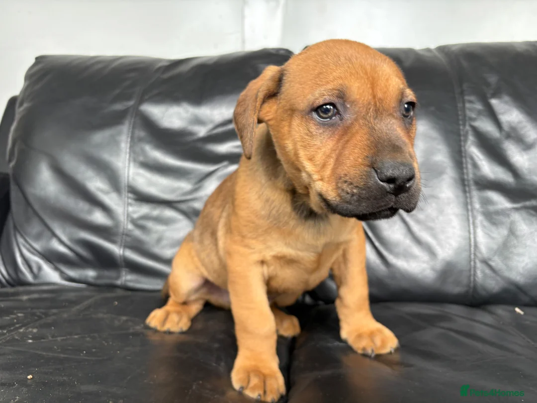 Mixed Breed dogs for sale: Brown Male Rottweiler / Black Mouth Cur Mix Puppy  - Advert 2