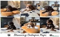 Cockapoo dogs for sale: Not Just Any Cockapoo Puppies – The Special Few - Image 1