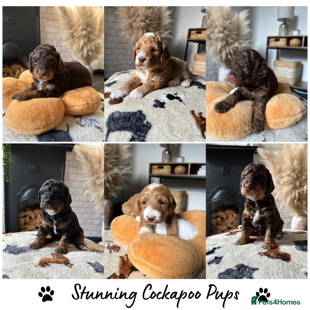 Cockapoo dogs for sale: Not Just Any Cockapoo Puppies – The Special Few - Image 1