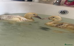 Mixed Breed livestock for sale: Welsh harliquinn ducks - Image 1