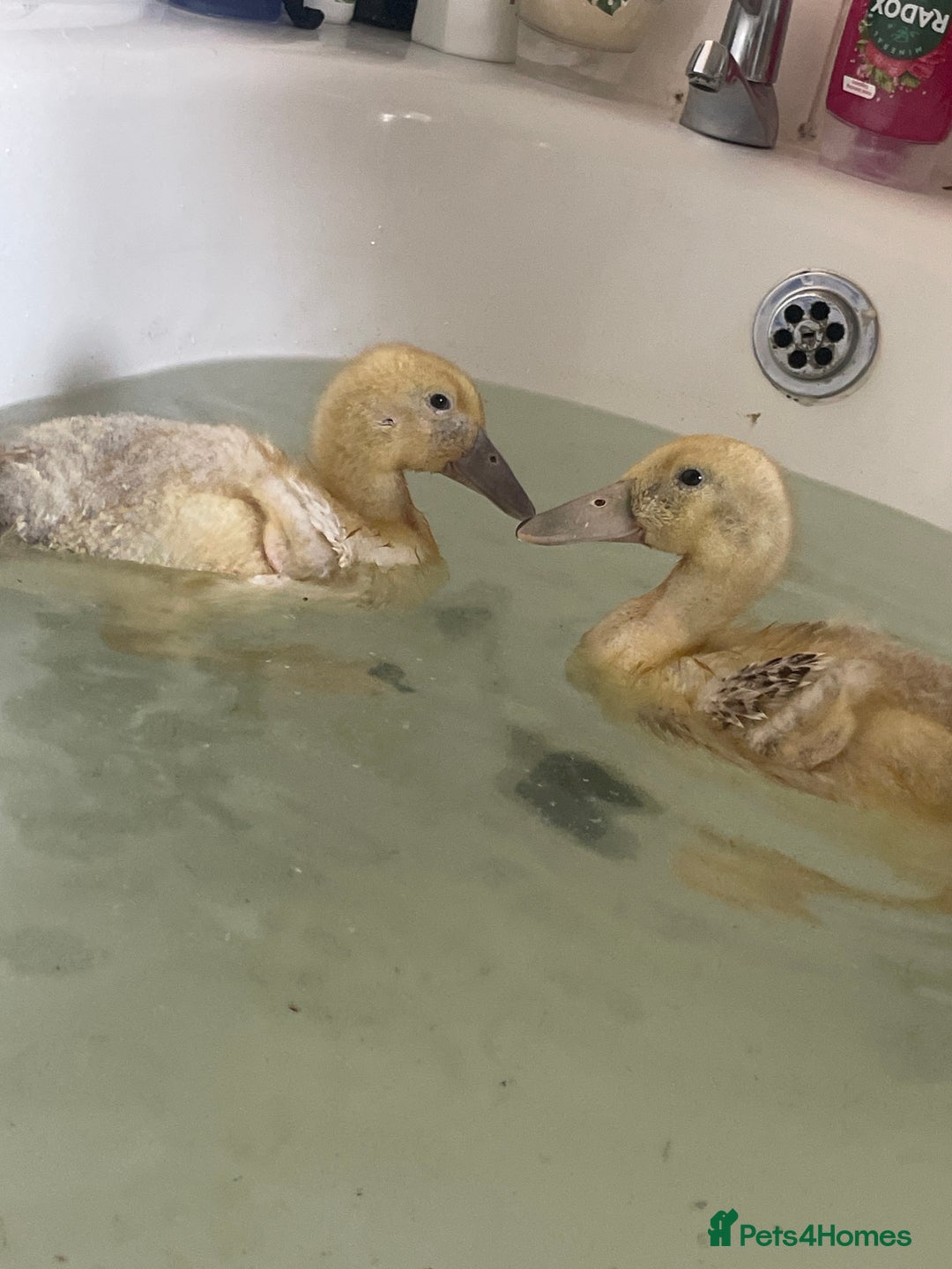 Mixed Breed livestock for sale: Welsh harliquinn ducks - Image 1