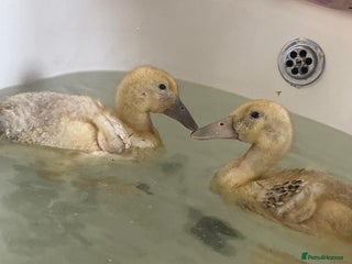 Mixed Breed livestock - Advert 1