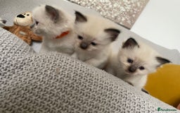 Ragdoll cats for sale: GCCF Ragdoll Kittens - Image 7