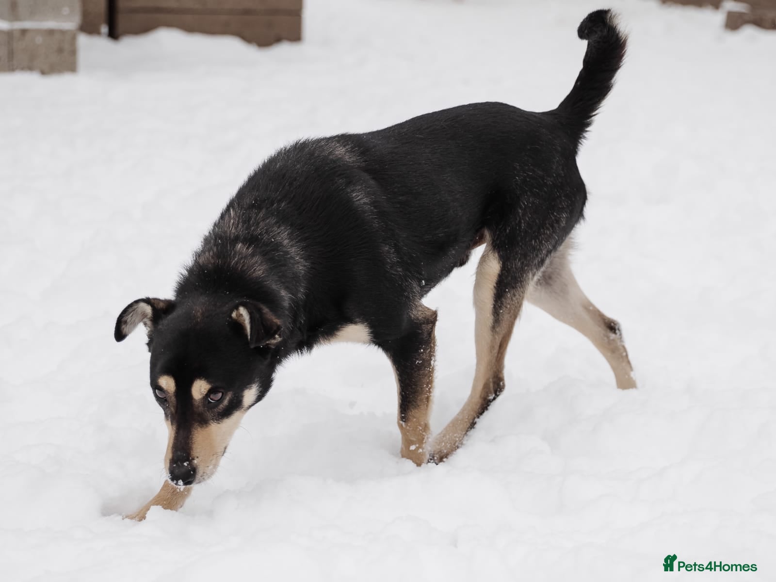 Mixed Breed dogs 💙BARSIK💙- 1,5 yo low-medium boy, sweet&social  - Advert 2