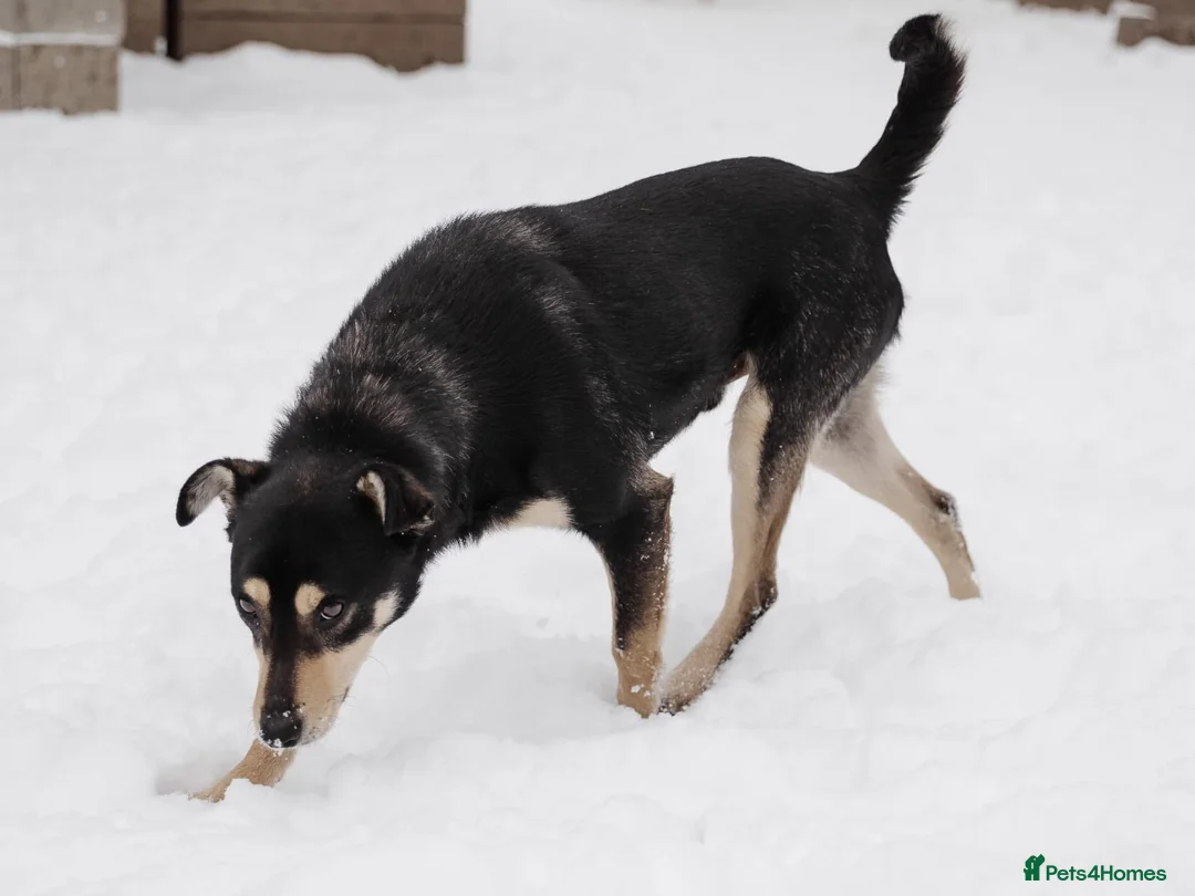 Mixed Breed dogs for adoption: 💙BARSIK💙- 1,5 yo low-medium boy, sweet&social  in Oxford - Advert 2