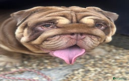 English Bulldog dogs for sale:  BRITISH BULL DOG .please the Description!  - Image 2
