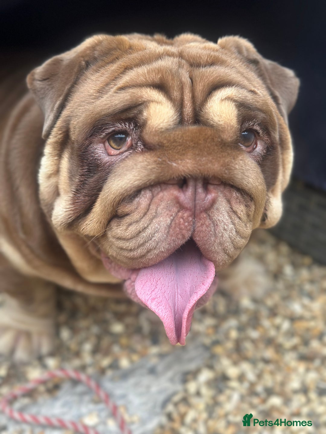 English Bulldog dogs for sale:  BRITISH BULL DOG .please the Description!  - Image 2