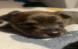 Mixed Breed dogs for sale: Yorkie Jacks  - Image 2