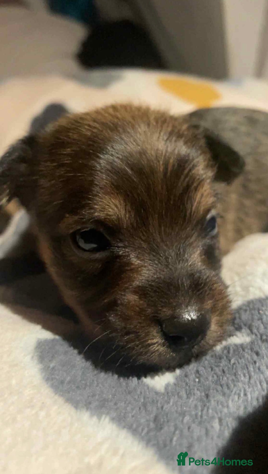 Mixed Breed dogs for sale: Yorkie Jacks  - Image 2