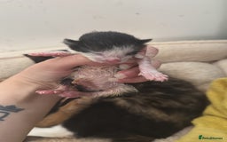 Mixed Breed cats for sale: 5 beautiful kittens  - Image 5