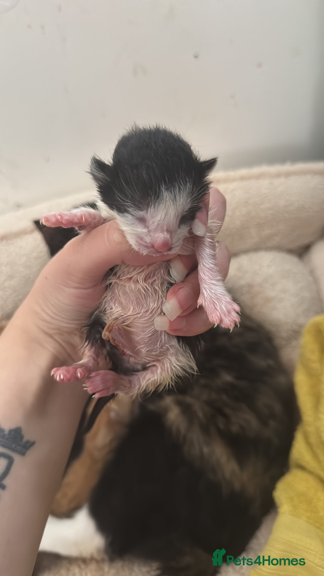 Mixed Breed cats for sale: 5 beautiful kittens  - Image 5