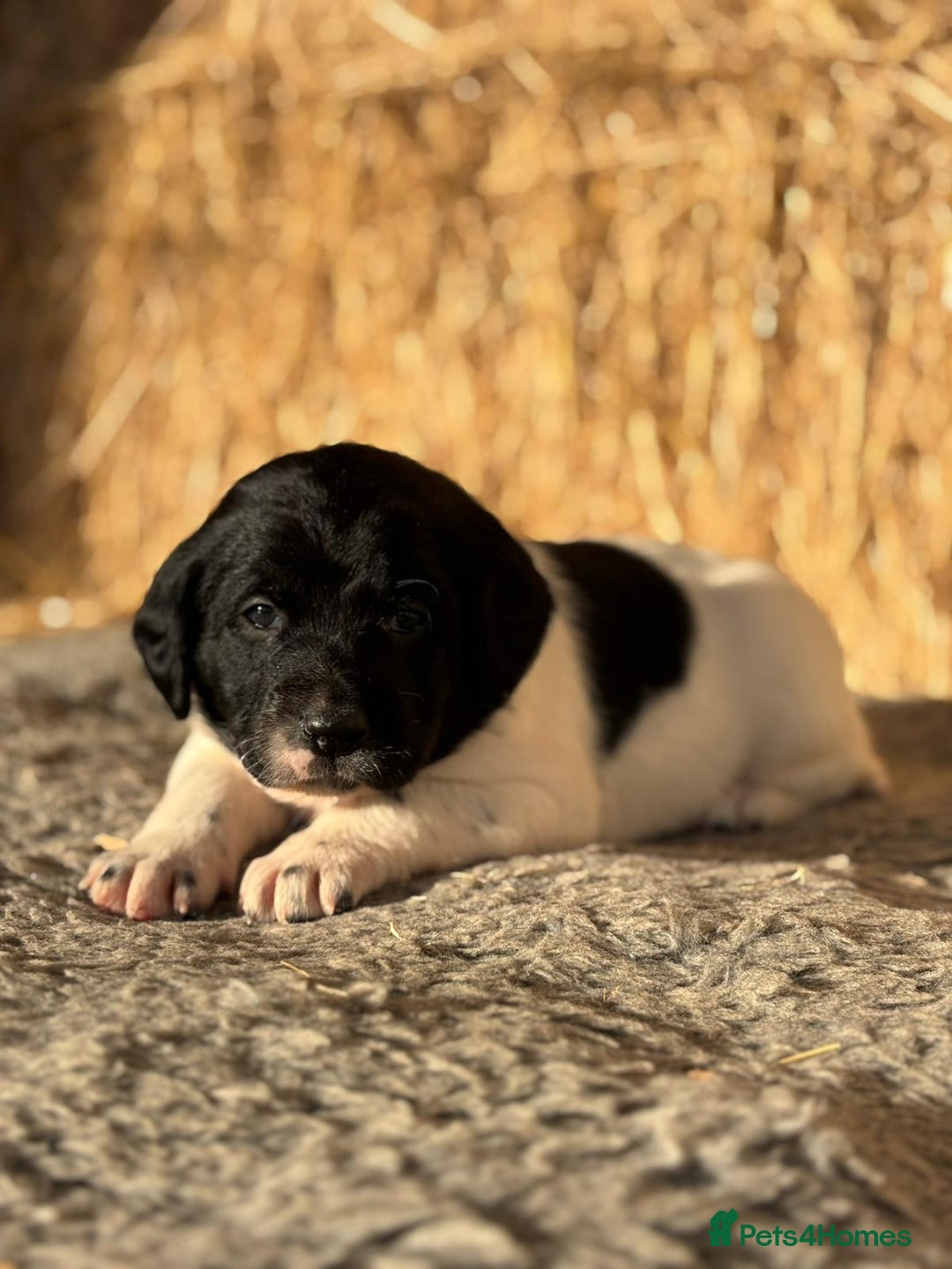 Springador dogs for sale: Springador Puppies - Advert 13