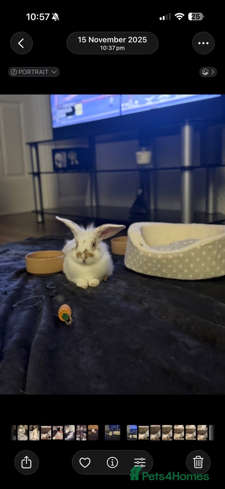 Mixed Breed rabbits 9month old rabbit for sale  - Advert 1