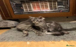 Maine Coon cats for sale: Maine coon kitten Female - Advert 12