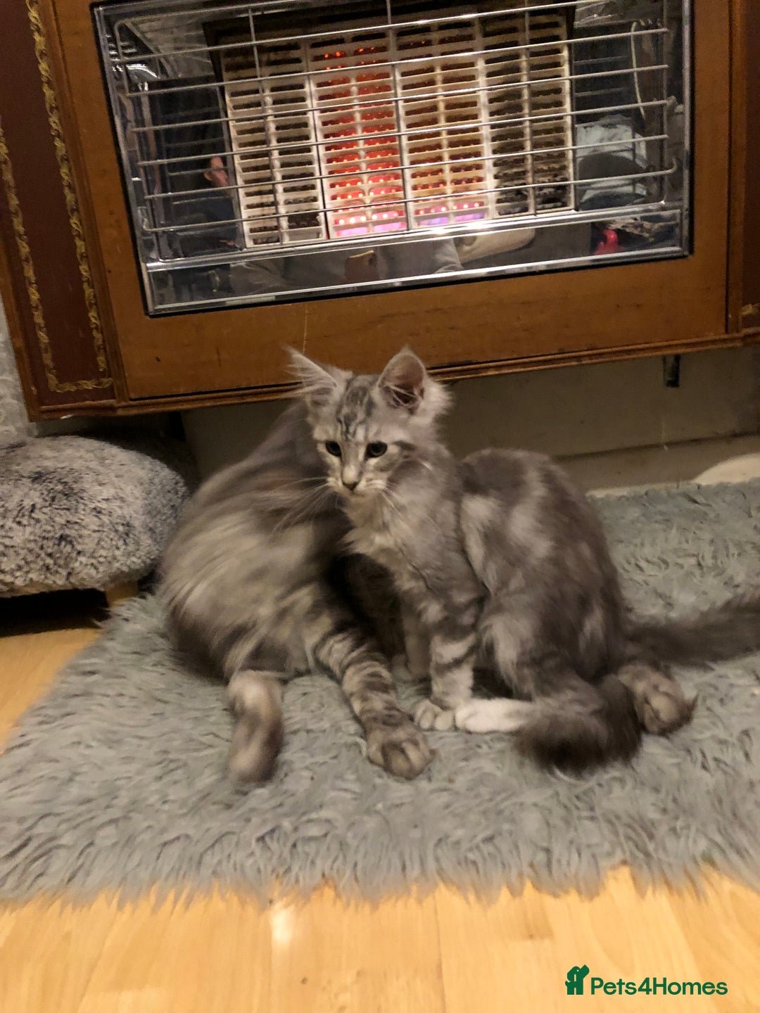 Maine Coon cats for sale: Maine coon kitten Female - Advert 12