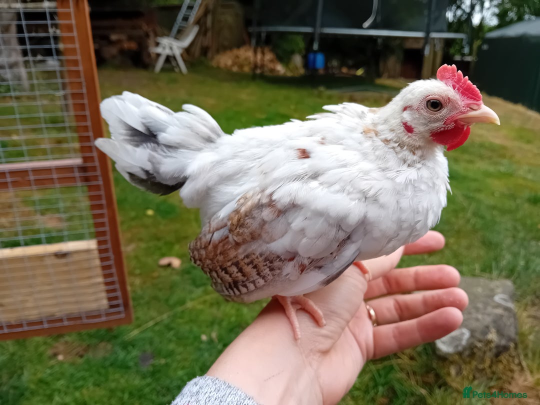 Chickens poultry for sale: Beautiful Tame Serama Trio - Handled Daily - Image 17