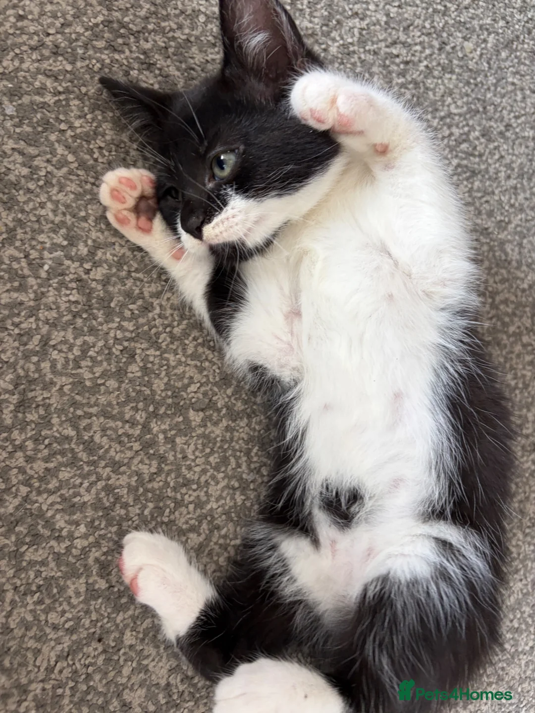 Mixed Breed cats for sale: 3 Female kittens - Advert 2