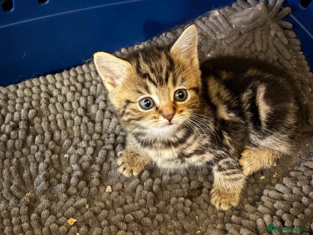 British Shorthair cats for sale: 3 gorgeous kittens - Advert 1