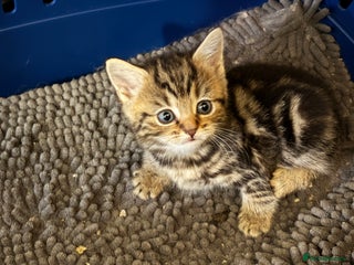 British Shorthair cats 3 gorgeous kittens - Advert 8
